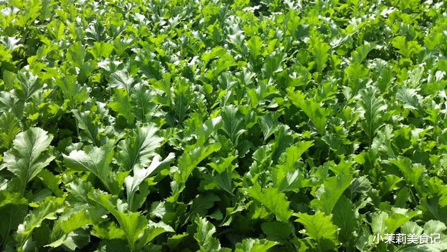 雪里蕻|腌雪里蕻，最忌洗完直接腌，83奶奶教3招，醇香爽脆不发黄耐保存