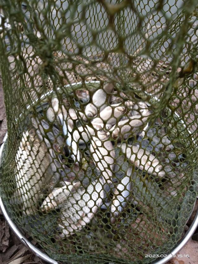 饵料|早春鱼囗啥规律？他处大板我奶鲫。