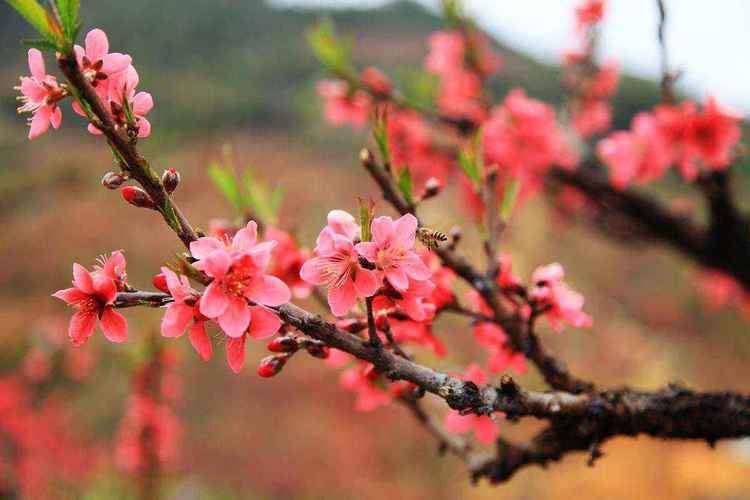 生肖鼠、生肖马、生肖兔、生肖鸡：谁是你的桃花生肖？