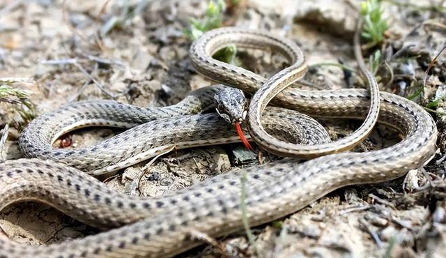 甘肃|甘肃敦煌沙漠中，也有毒蛇在此生存，在敦煌徒步遇到蛇怎么办？