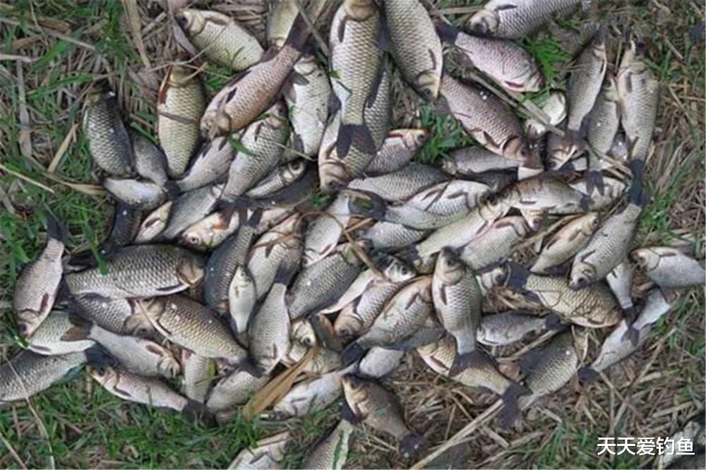 |春季野钓，出鱼的钓位有变化，掌握规律下竿就上鱼