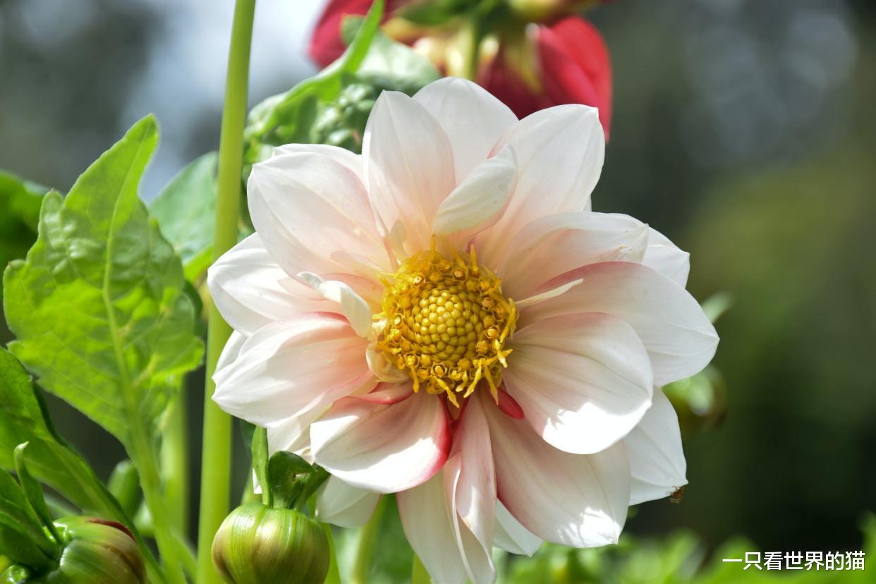 天秤座|失业困境下的星座共鸣:天秤座、天蝎座和射手座的求职策略与启示