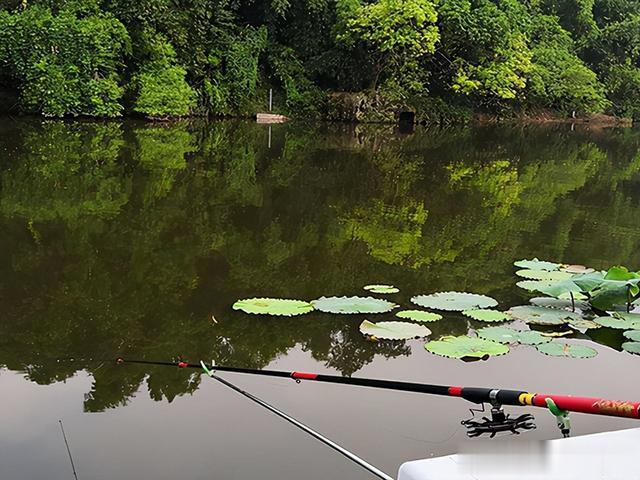 公开：野钓鲤鱼从不空军的秘密