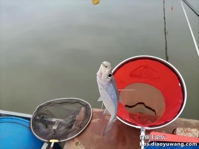 |生鲜大玉米,钓翘也钓鲫