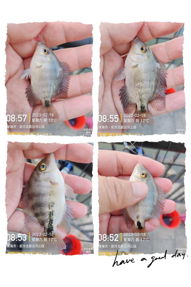 饵料|天暖花开鱼儿悦,细线小钩鱼抽不断