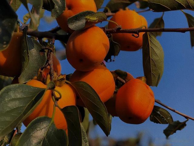 曾是我国的“铁杆庄稼”，寿命长达百年，为何如今掉一地无人捡？