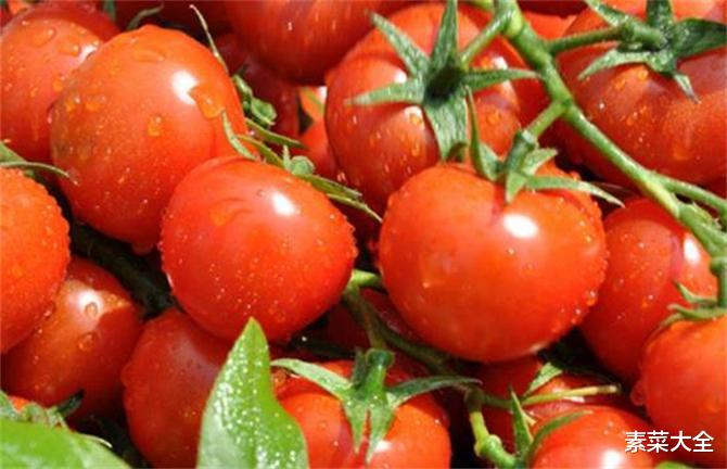 番茄是水果还是蔬菜?番茄和圣女果一样吗?减肥期间怎么选?