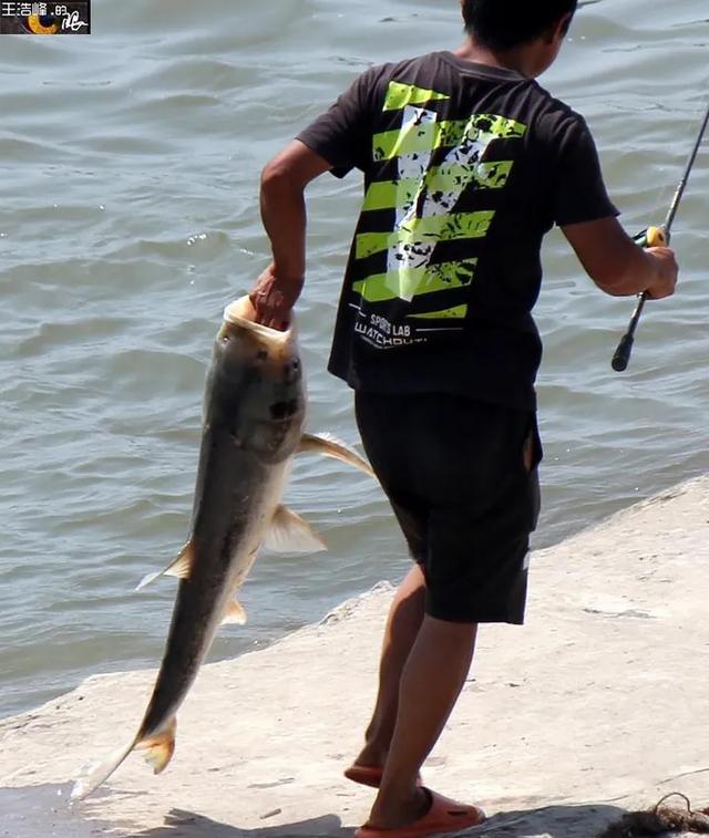 路亚竿|路亚成锚鱼幌子，禁绝已离不远，划清界限及时举报