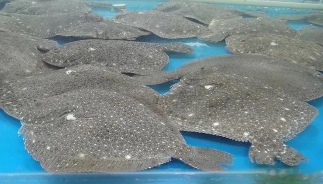 黄花鱼|过年买鱼时，尽量挑这6种鱼买，便宜又好吃，别被鱼贩子给骗了