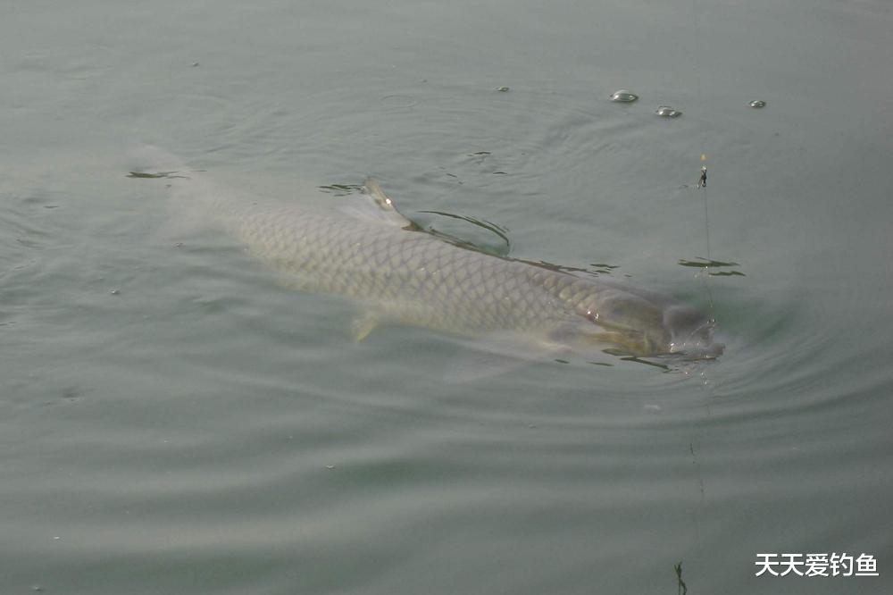 饵料|图解无铅钓法,钓大鱼第一钓法,不会用要吃亏