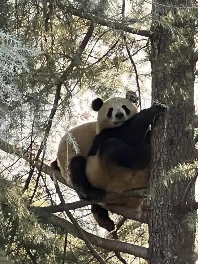 通过达克效应,透视汪小菲和大S婚姻关系的本质!