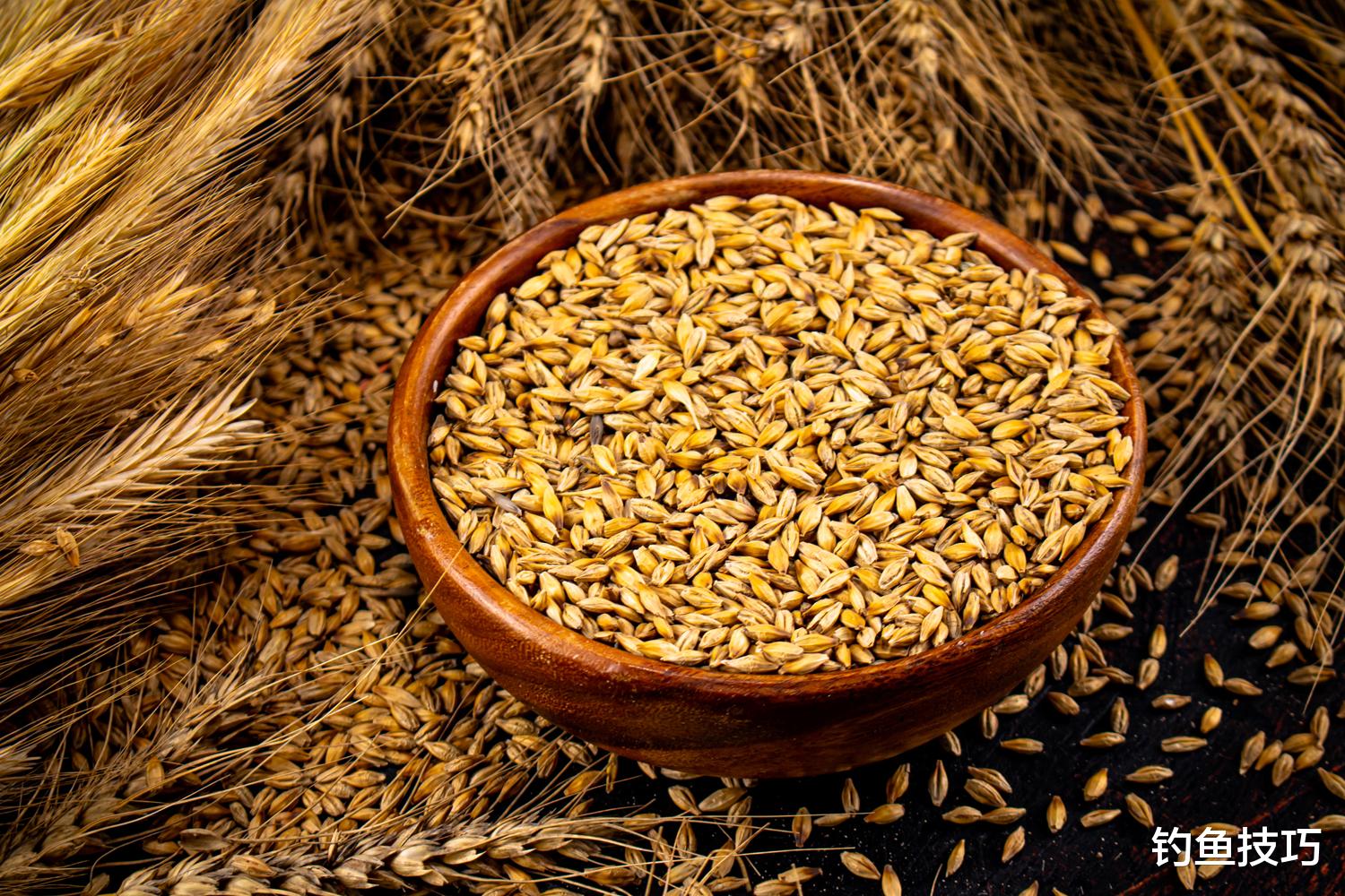 鲤鱼|玉米、麦子、大米和小米哪个钓鱼效果好？谷物的钓鱼效果对比