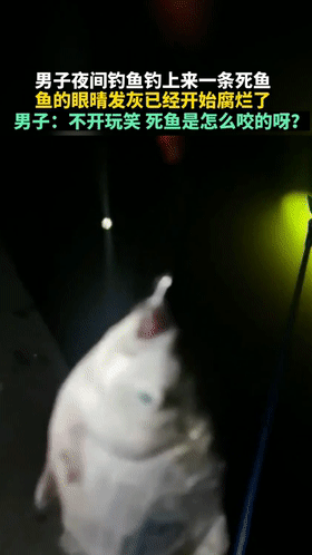 鲫鱼|死鱼正口!男子钓起鲫鱼,鱼身已腐烂,网友:快点回去,安全第一