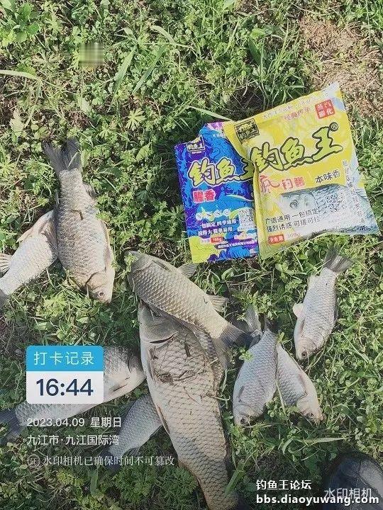 鲫鱼|白刺钓草边,大鲫很疯狂