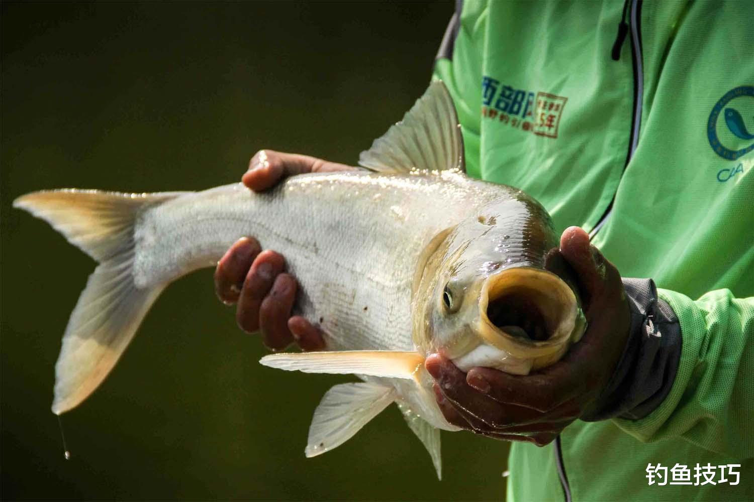 鲢鳙|钓鲢鳙什么鱼饵最好？考核鲢鳙鱼饵的3个指标