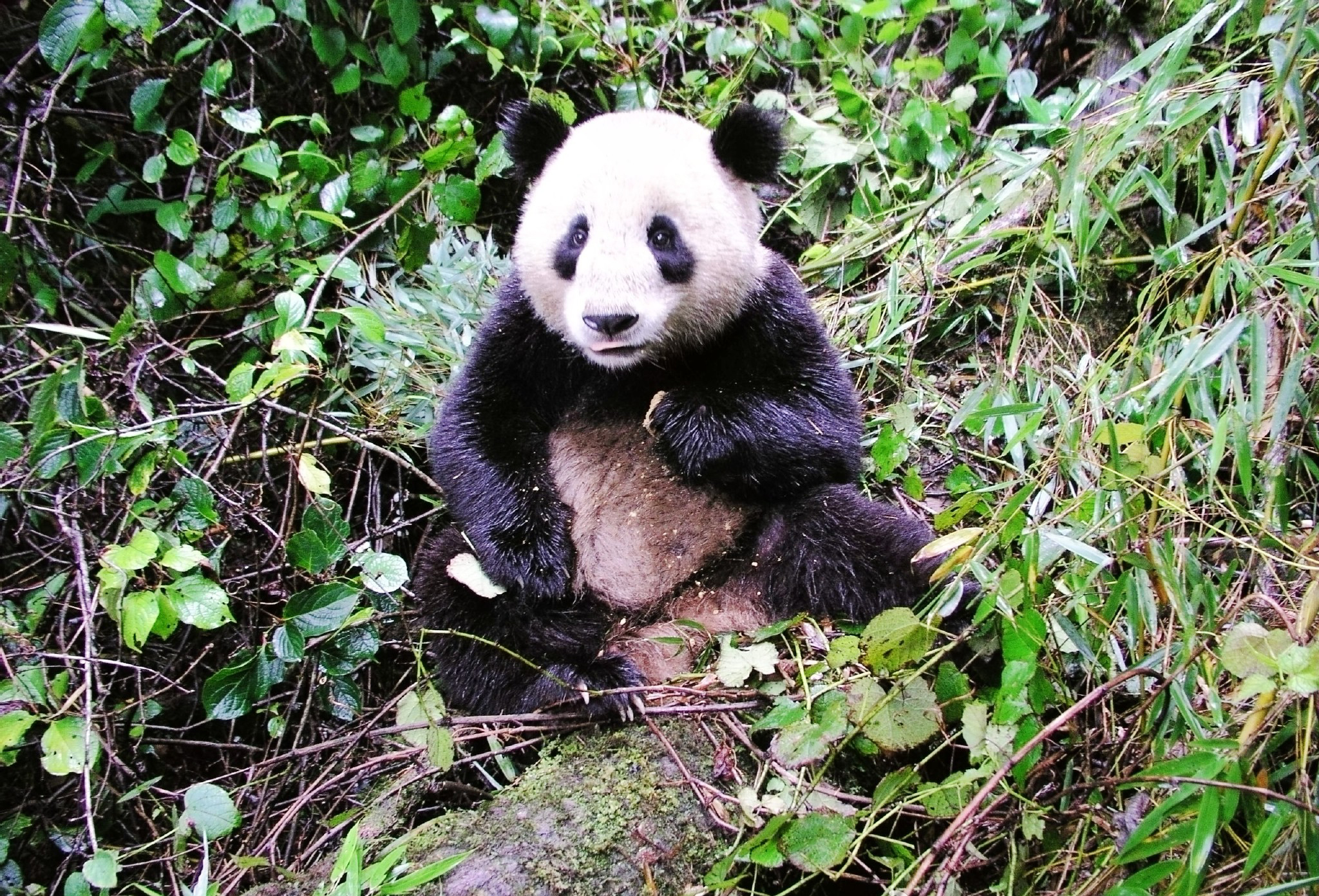 祥祥死因:经过剖析,"祥祥"死因逐渐清晰:与另一只雄性大熊猫争夺领地