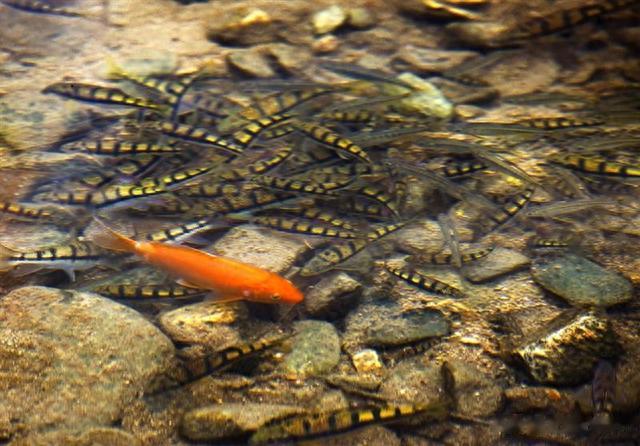 日本天皇|曾多到没人吃的4种小鱼，如今身价翻倍，成日本天皇的心头好？