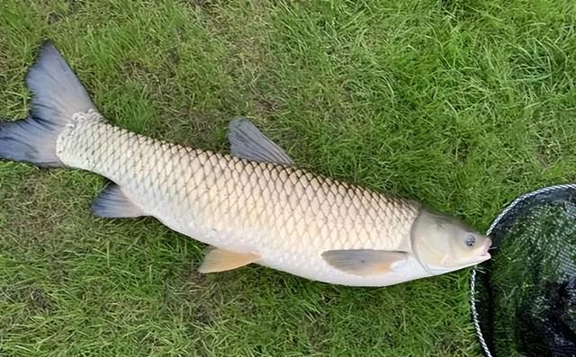 夏季夜钓大草鱼的技巧,做好准备让你从容上大鱼!