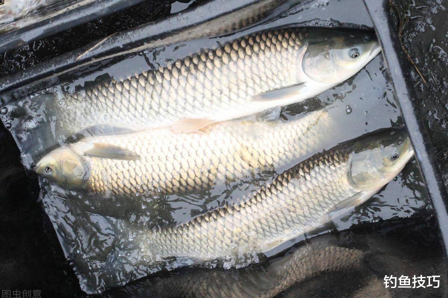 秋季钓草鱼的5个促开口方法,钓草鱼可连竿