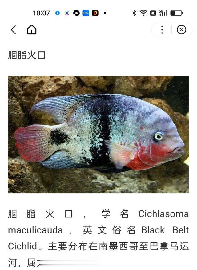 鲤鱼|给鱼尝尝肥宅快乐水，前有花河豚后有靓鲤鱼