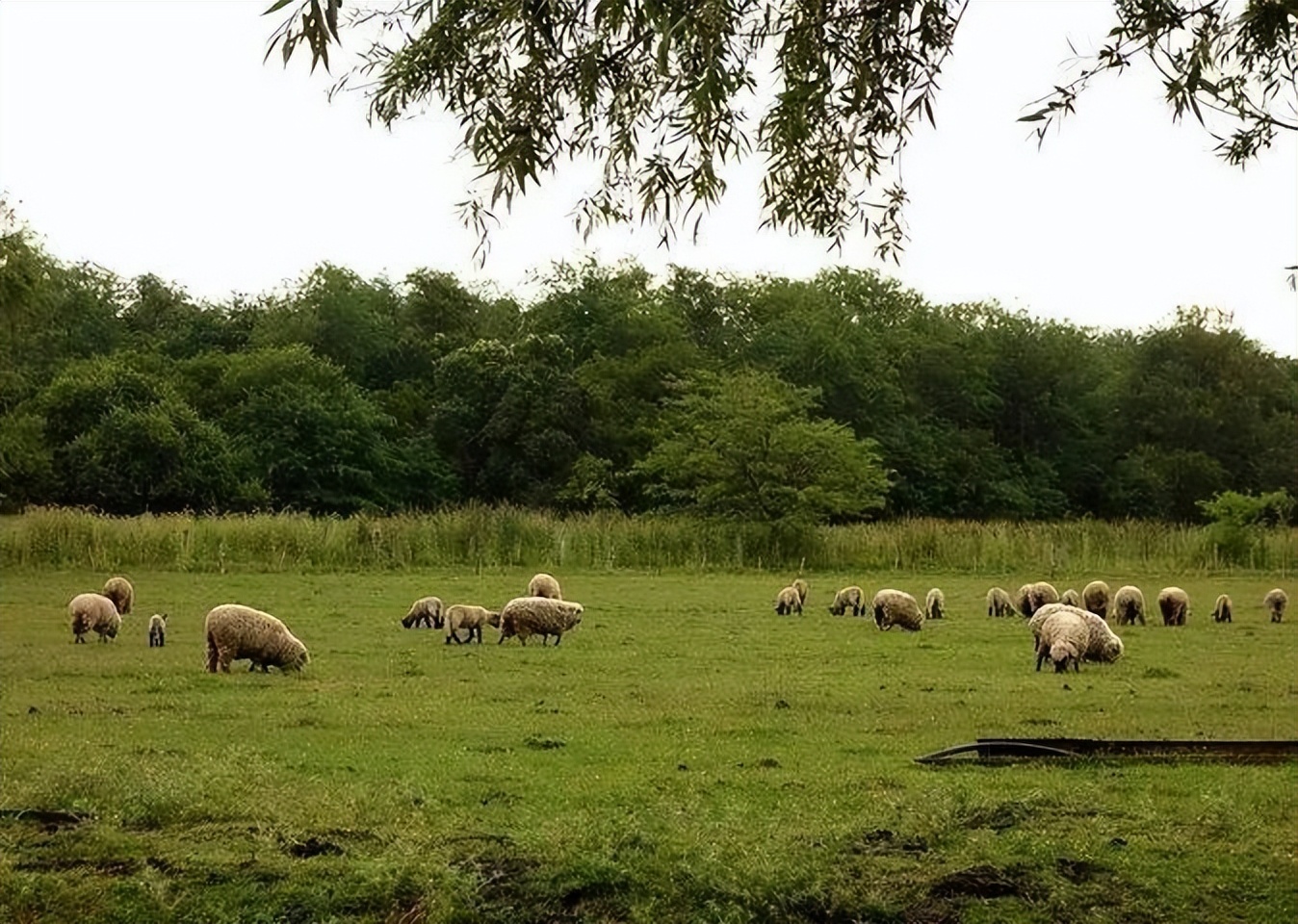 为什么南美洲南部的拉普拉塔平原,自然带以草原为主而不是森林?