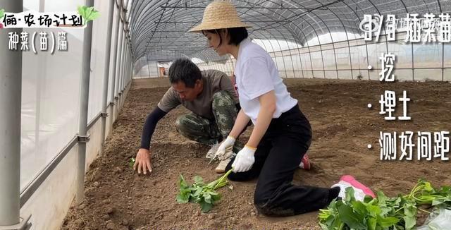 孙俪|孙俪承包大棚种菜，从明星变身农民，狠干苦力活卖力种菜
