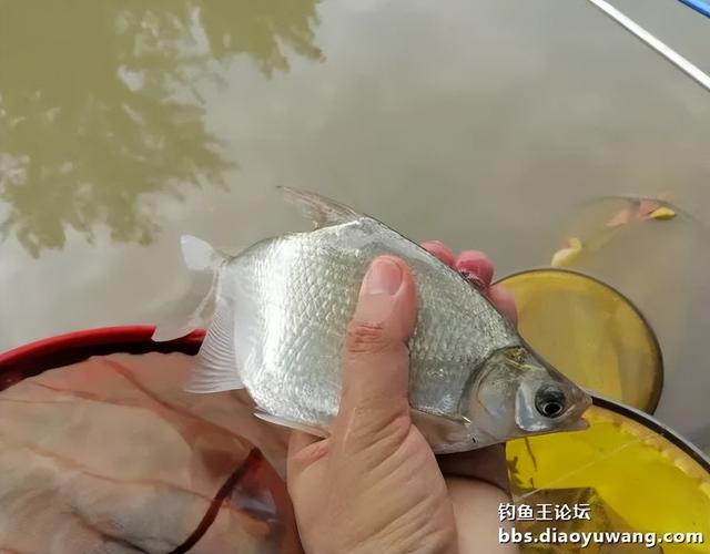 钓鱼王饵料为“媒”,与柳叶鳊异地“牵手”