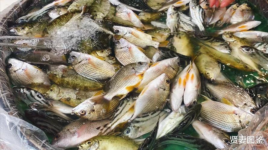 |买鱼时,别傻傻地让商家挑,要牢记这4点,鱼肉鲜嫩又好吃