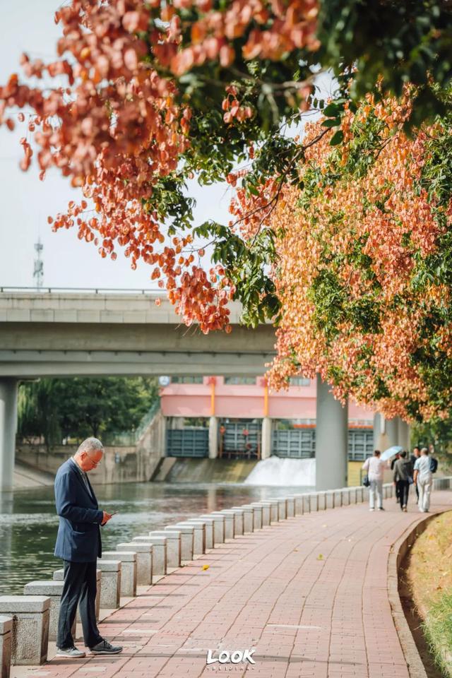 栾树|栾树红了，北京的秋天开始了
