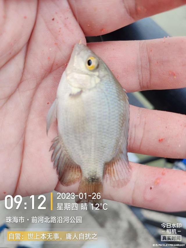 |退水浅中找深,上小钩却遇大鱼,欢乐惊喜一样都不缺