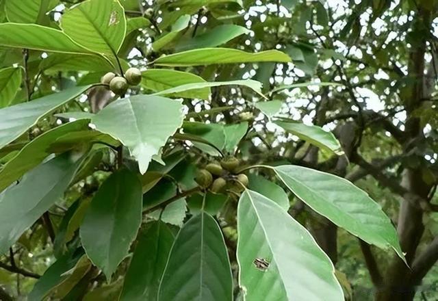 闺蜜|曾经是人们的主食,一棵结果数百斤,如今为何掉一地没人要?