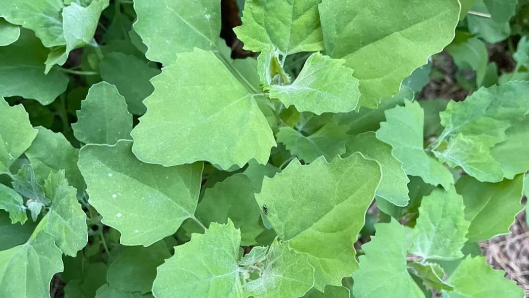 藜，又称灰灰菜、灰苋菜，有3大作用，价值极高，农民朋友要了解！