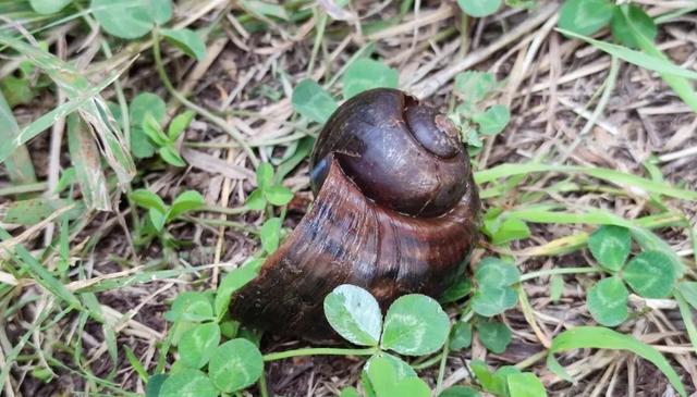 野钓抓到的野味别随便吃，小心寄生虫