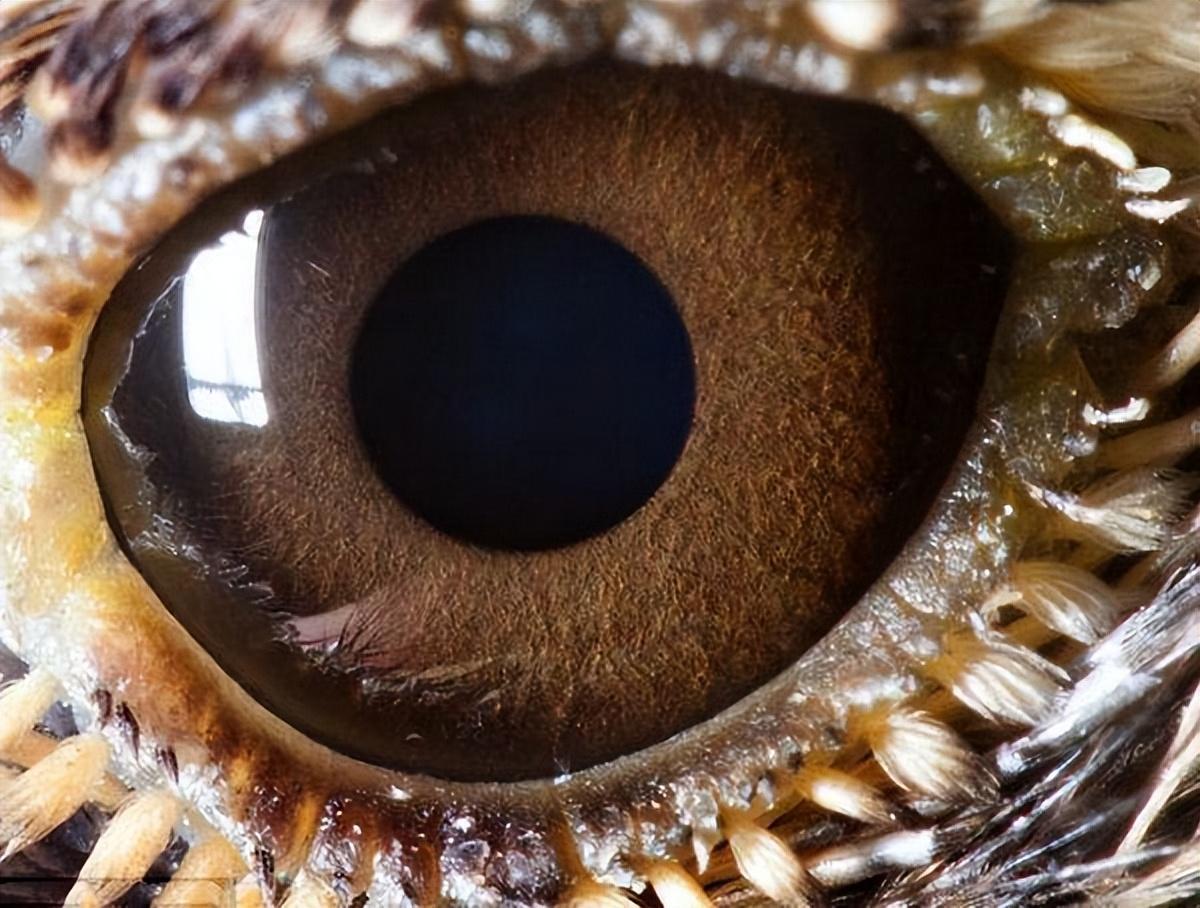 动物眼睛类型图片