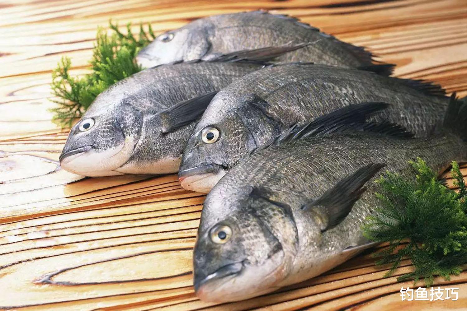 |黑鲷应该钓底还是钓浮？用什么鱼饵？钓黑鲷的4个关键技巧