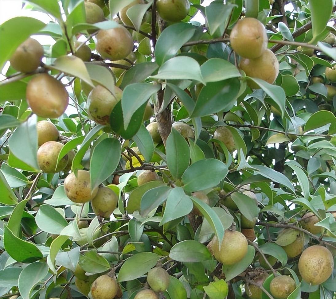 调料|曾是皇帝御用，如今却无人问津，“油中软黄金”是如何走向末路？