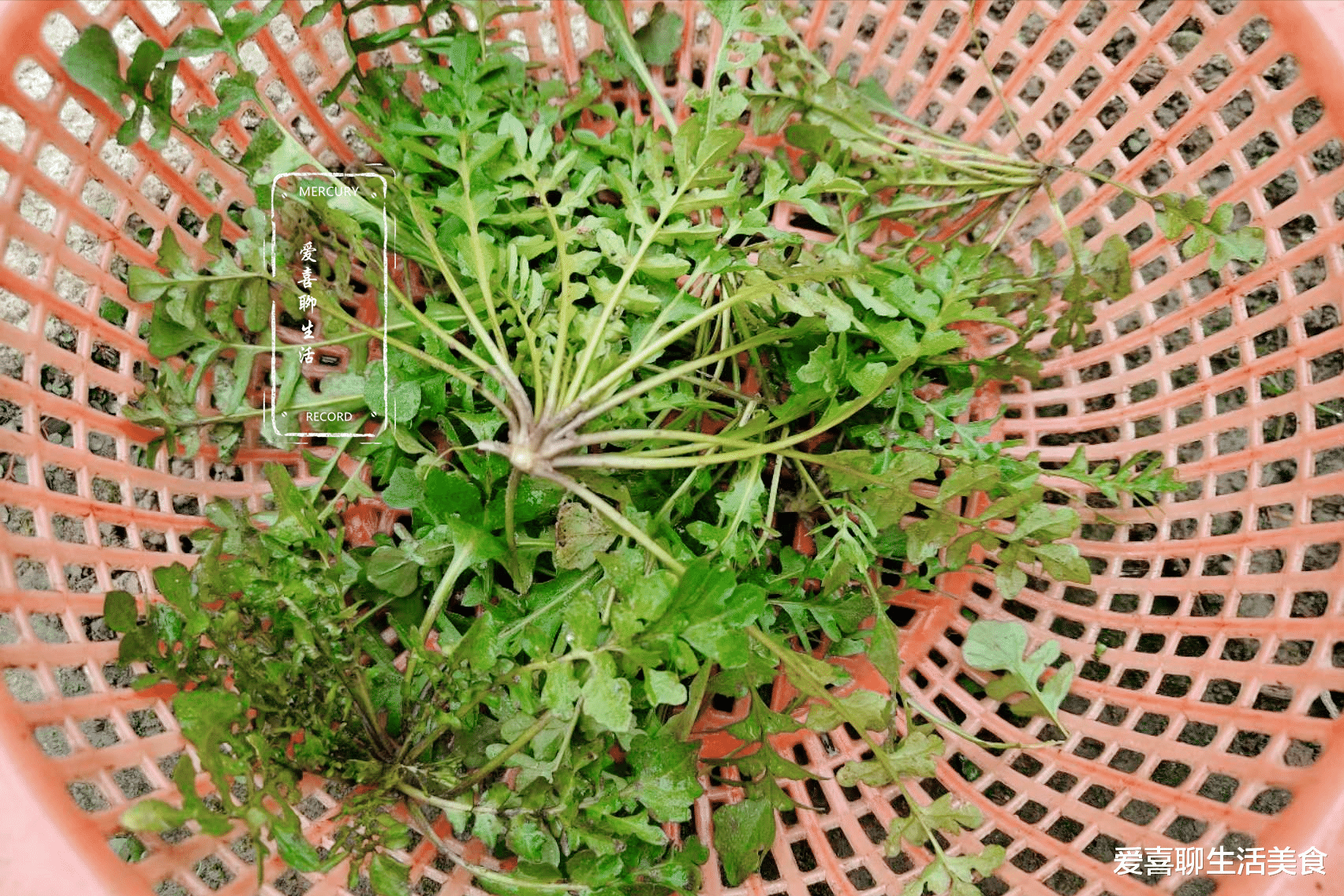 荠菜大量上市，鲜嫩营养高，但切记别与它们同吃，吃荠菜的禁忌要牢记！