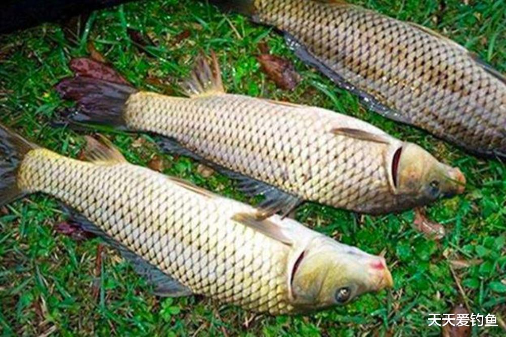 |夏季高温鱼难钓，这2种天气才是“爆护天”，出钓一次顶十次