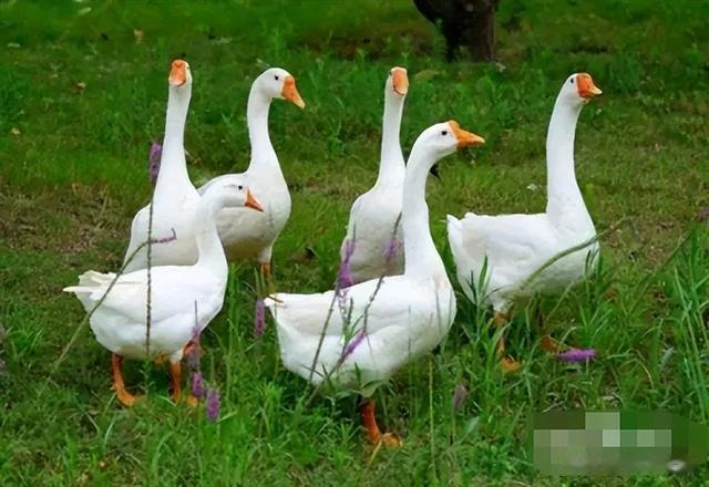 |鹅蛋为啥少有人吃?也很少有鹅蛋卖?我也是刚知道,真的涨知识了