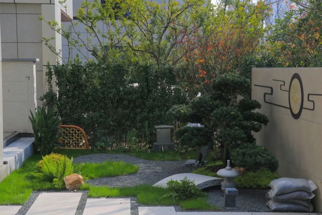 罗汉松|【造花园】一棵松，便成景——花园里的罗汉松