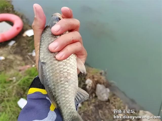 鲫鱼|带钓鱼王访友,一盆放流一碗带走