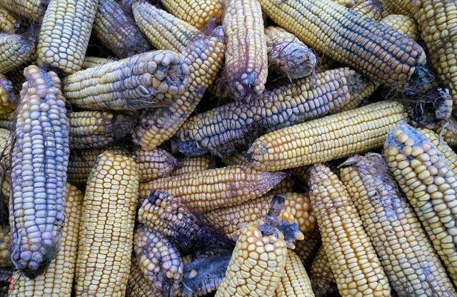 多位专家呼吁：停止食用2种粗粮，或比烟酒还伤害甲状腺，别大意