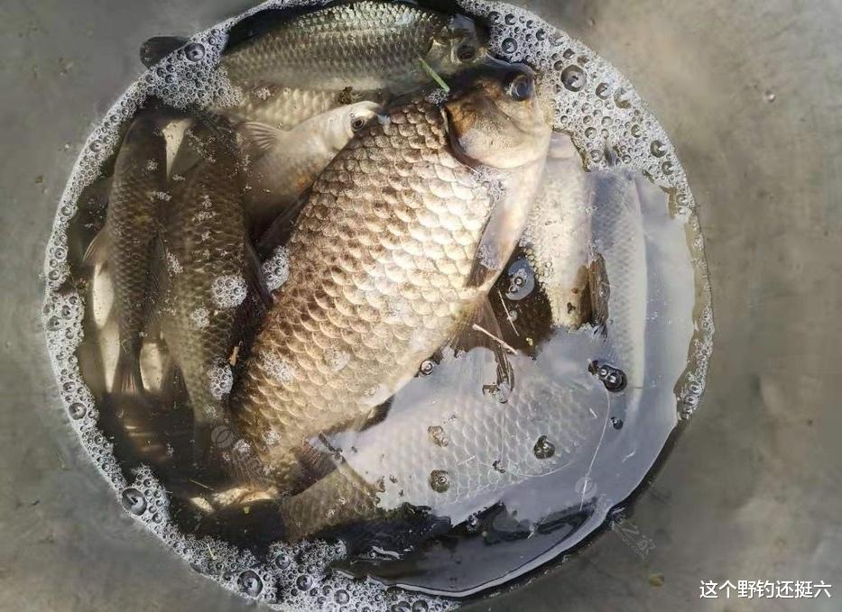 鲫鱼|鱼为何越钓越小?春钓大板鲫该有的样子:浅中钓远与钓窝边相结合