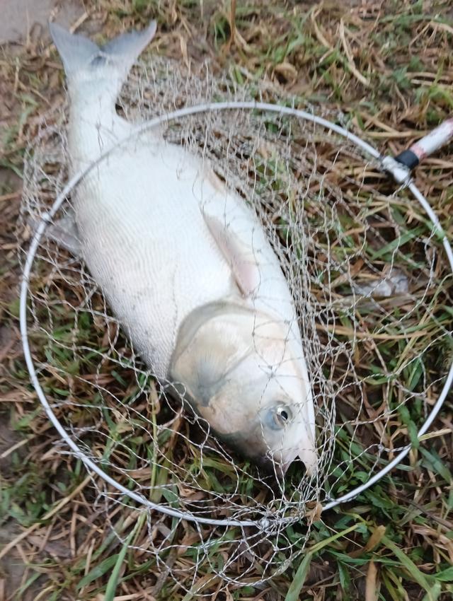 |初夏野钓鲢鳙全攻略,大个体出没拉力狂野