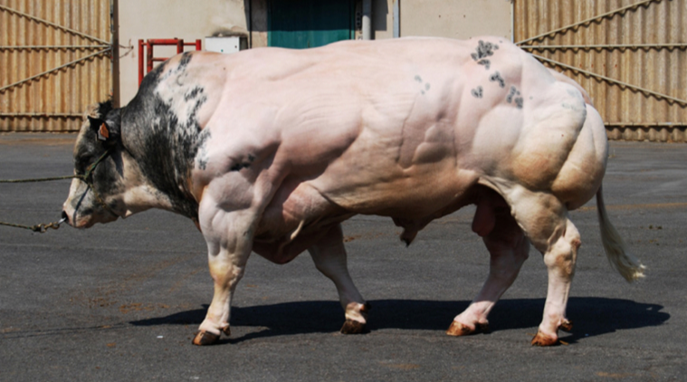 |揭秘肌肉生长抑制素紊乱症-让你无需撸铁也变成施瓦辛格