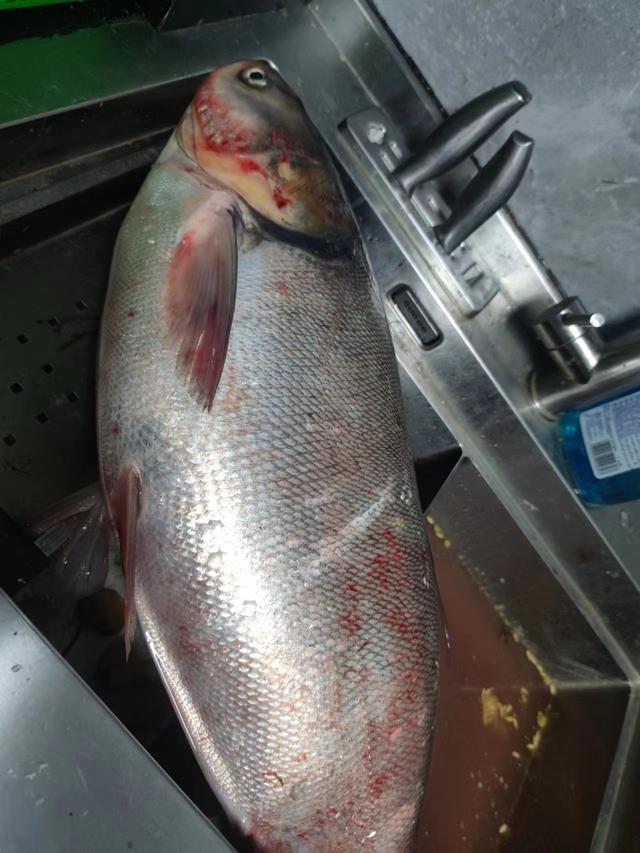 |初夏野钓鲢鳙全攻略,大个体出没拉力狂野