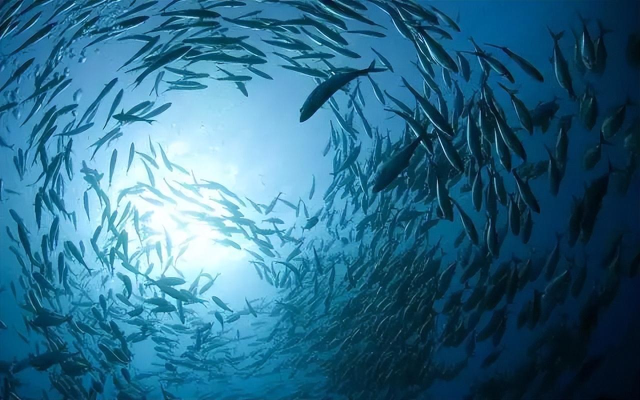 鱼的记忆力仅有7秒？不要被人带偏了，这和我们钓鱼息息相关