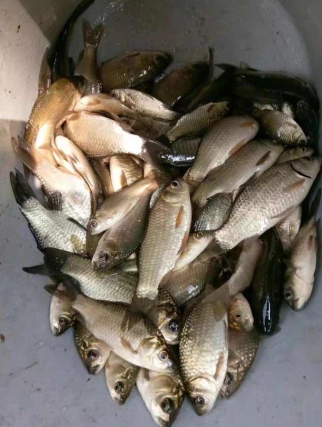 钓鱼|天气晴朗心情喜悦，河畔垂纶鲫妹连杆