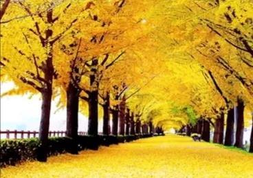 |枫叶国的秋色