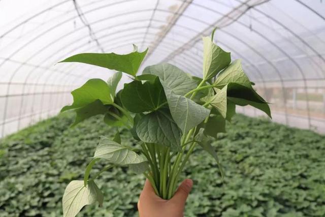 红薯|我国瞧不上的“野菜”,却被日本大量进口,还称其为“长寿菜”?